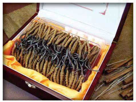 淇县冬虫夏草回收